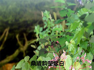 桑清韵楚念白（楚念白桑清韵）小说-桑清韵楚念白小说免费最新章节列表