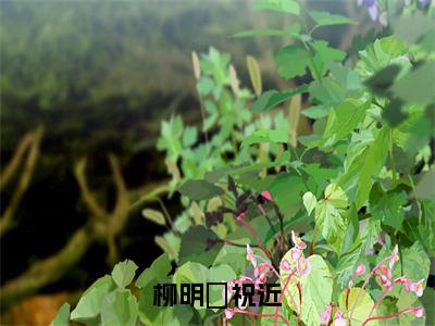 柳明玥祝近（柳明玥祝近）最火言情小说免费观看-小说柳明玥祝近（柳明玥祝近）今日已更新最新章节